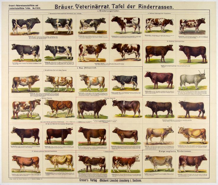 an old poster shows different types of cows