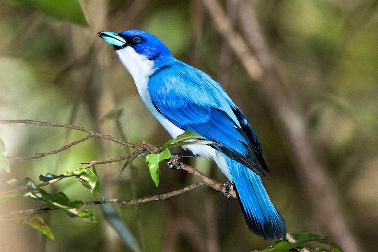 a blue and white bird sitting on top of a tree branch