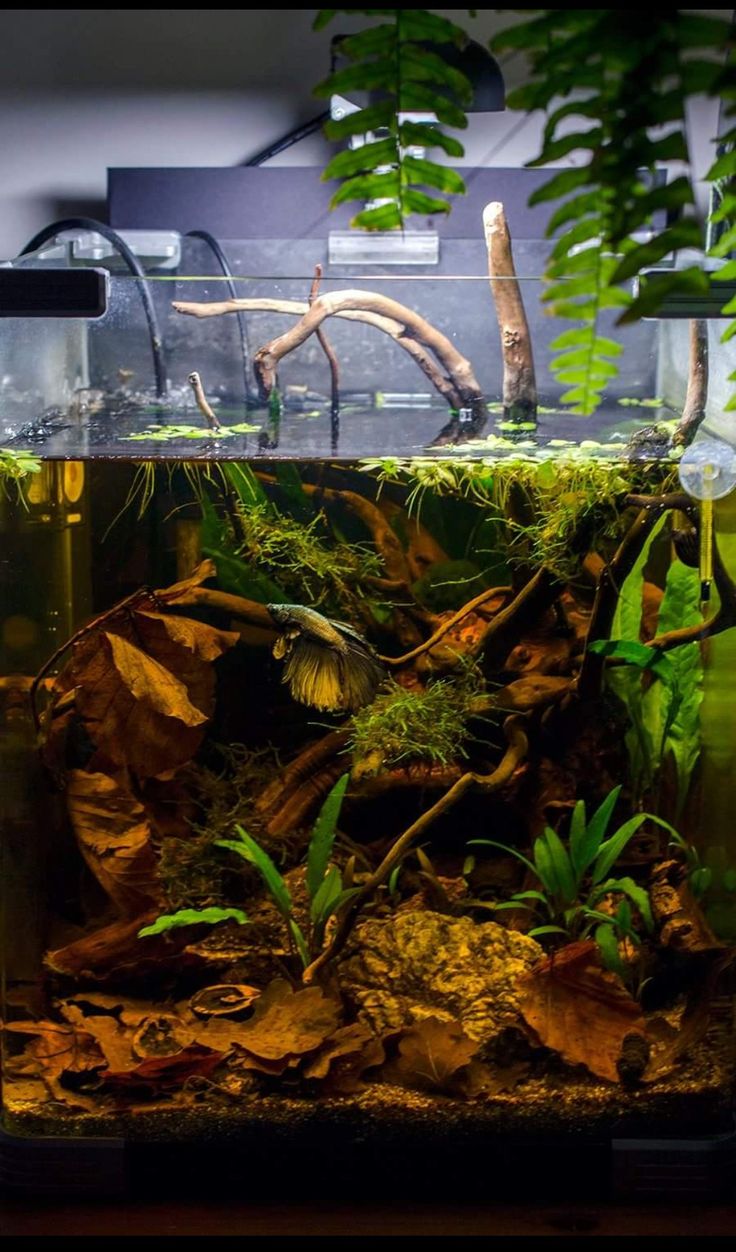 an aquarium filled with plants and water