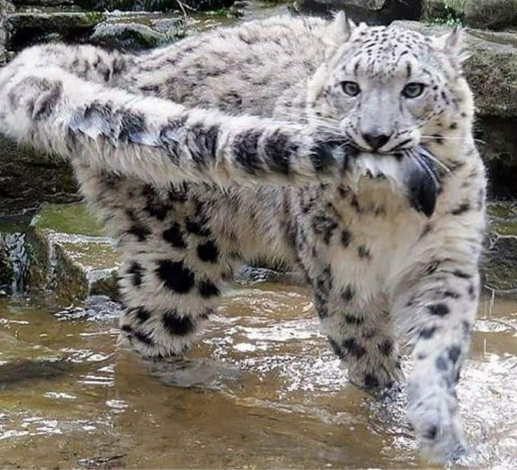 a snow leopard is walking through the water with its paws in it's mouth