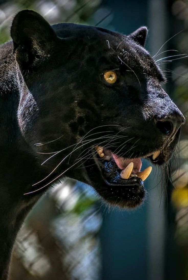 a close up of a black leopard with it's mouth open