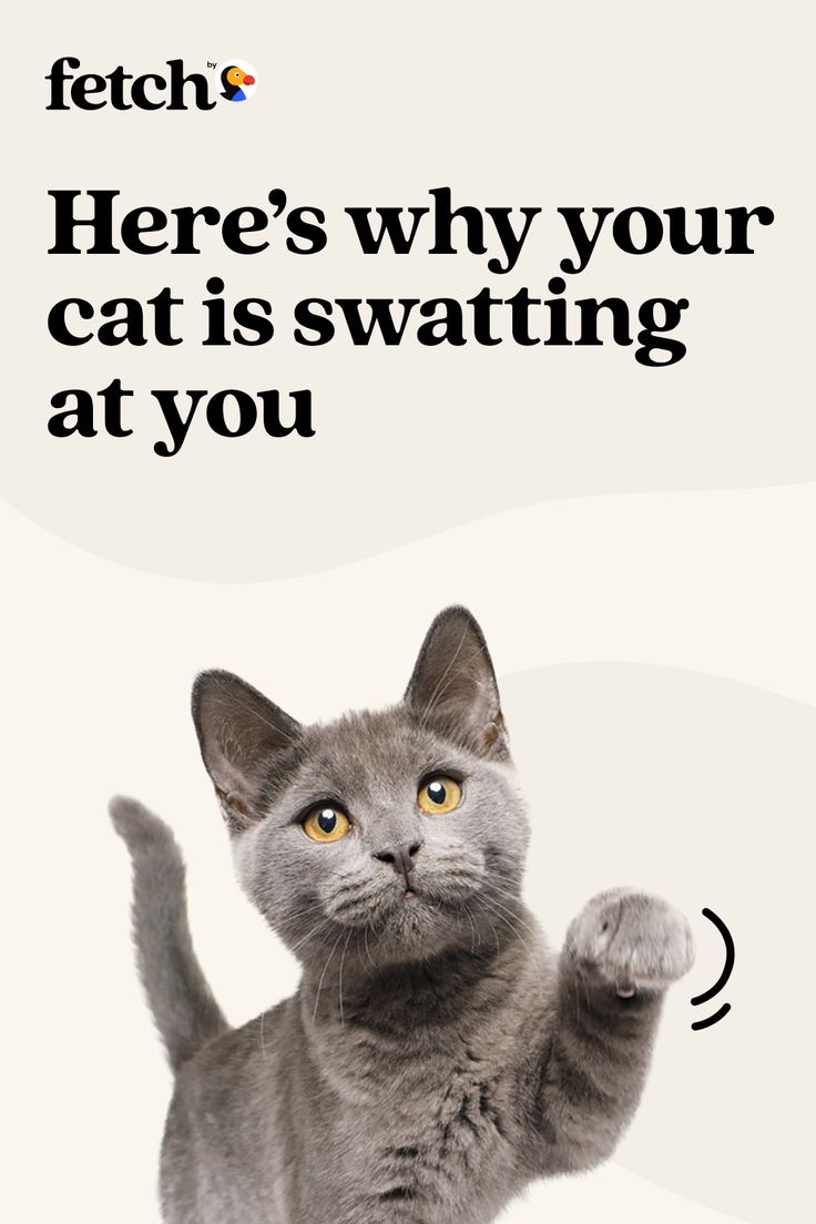 a gray cat is standing up with its paws in the air