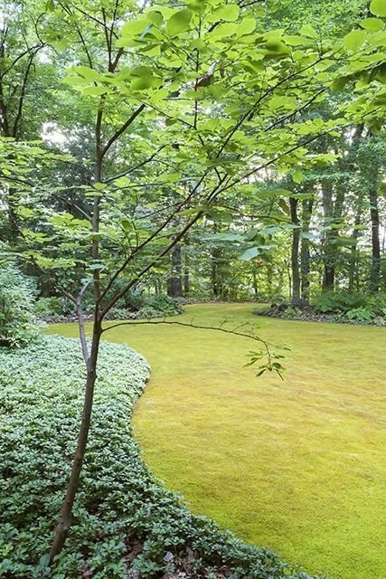 a lush green lawn surrounded by trees and bushes