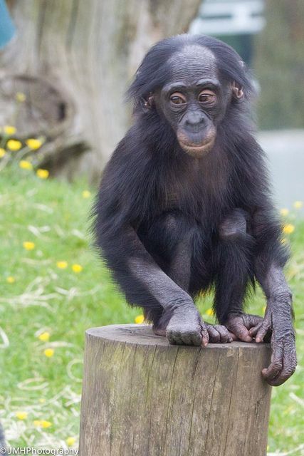 a baby chimpan sitting on top of a wooden post next to a tree stump