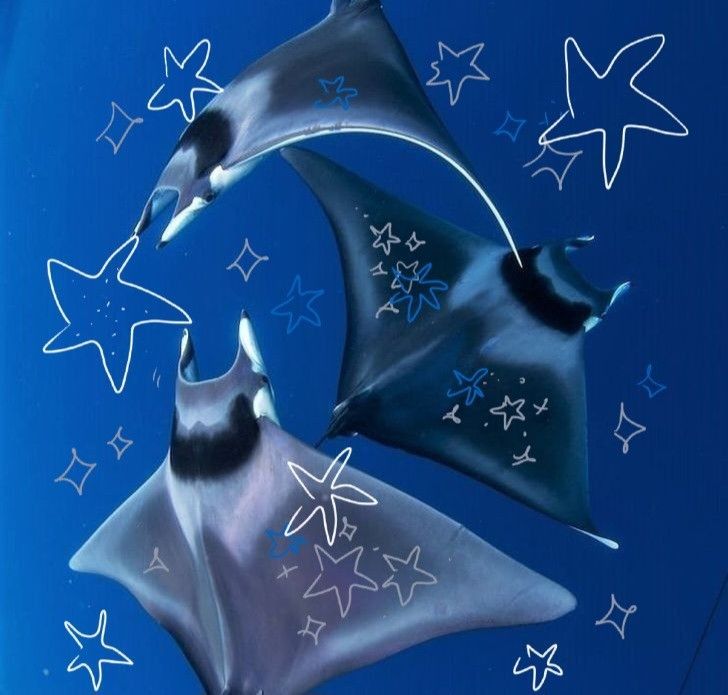 two stingfishs are swimming in the water with stars on their backs and tails