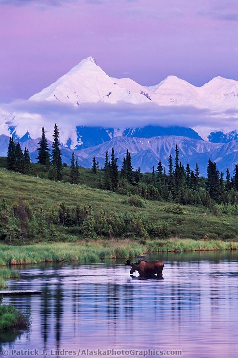 a moose in the water with mountains in the background