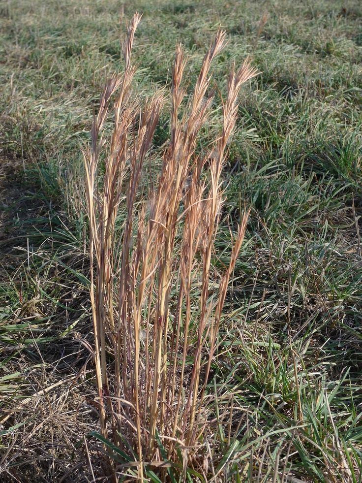 the tall grass is growing in the field