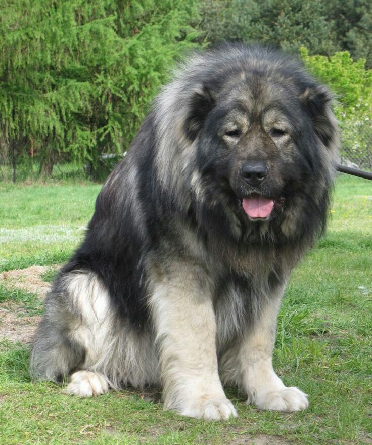 a large black and white dog sitting in the grass