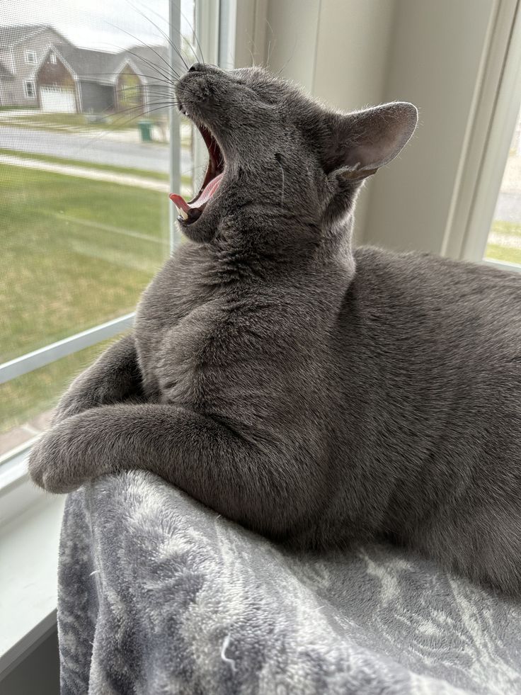 a cat yawns while sitting on a window sill with its mouth open