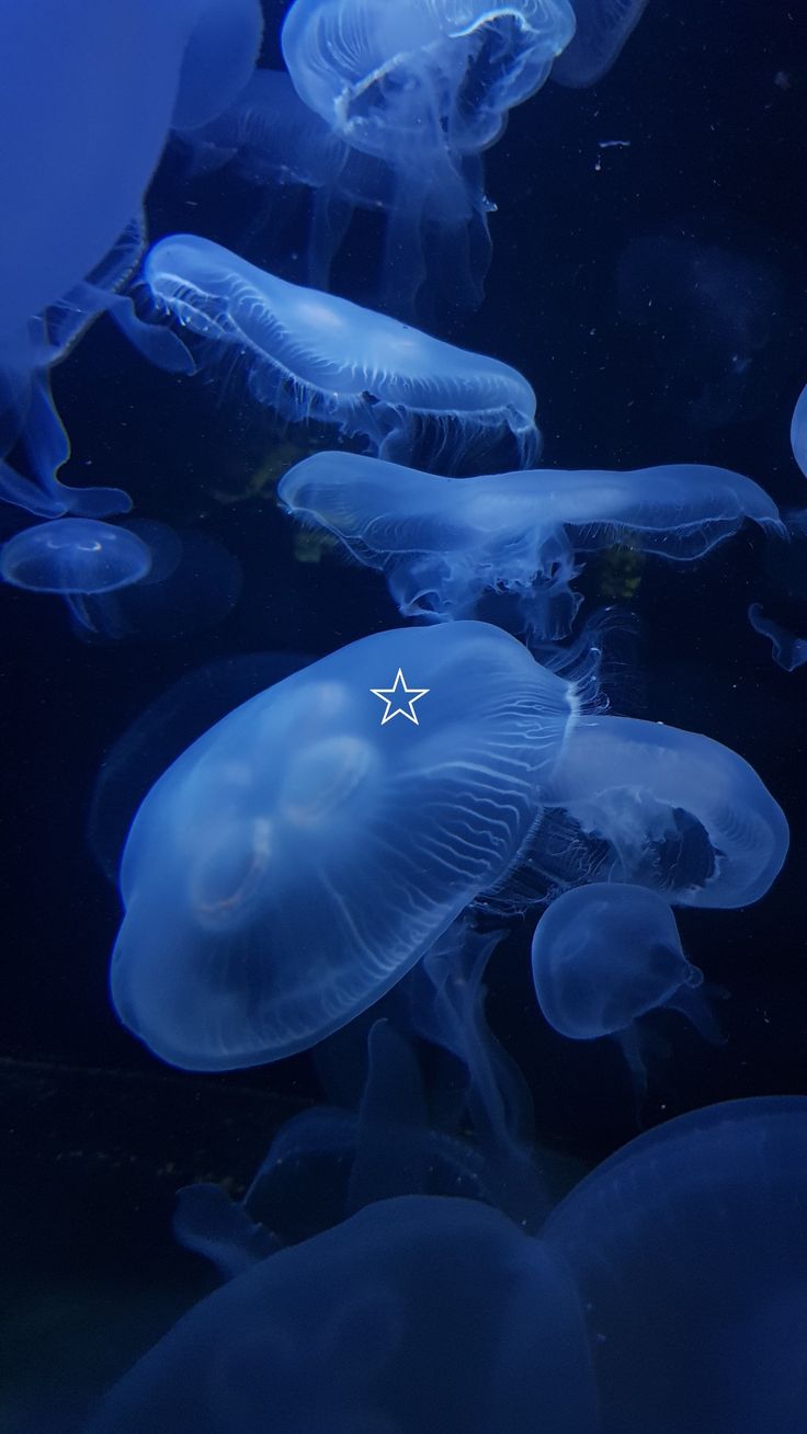 aesthetic moon jellyfish ocean deep sea core Jellyfish Pictures, Blue Jellyfish, Cute Blue Wallpaper, Cocoppa Wallpaper, Cute Shark, Underwater Photos, Iphone Wallpaper Photos, Iphone Wallpaper Themes, Ocean Creatures