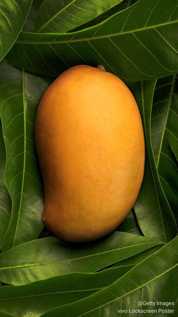 a close up of a mango on a leafy tree