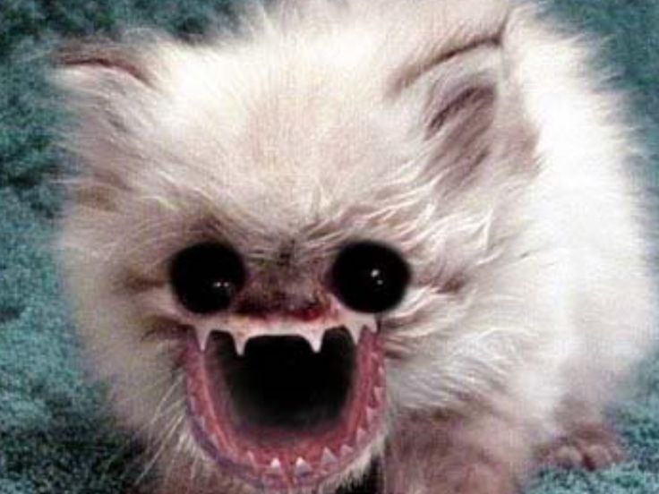 a small white dog with it's mouth open and teeth wide open in front of the camera