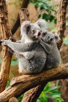 two koalas sitting in a tree with their heads on each other's shoulders