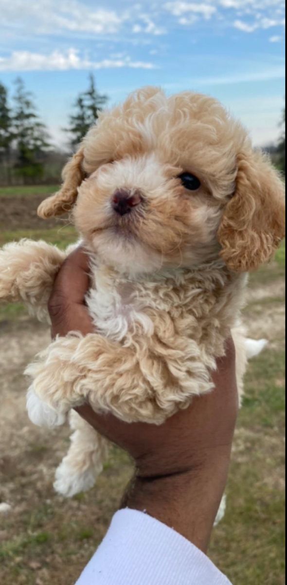 a person holding a small dog in their hand