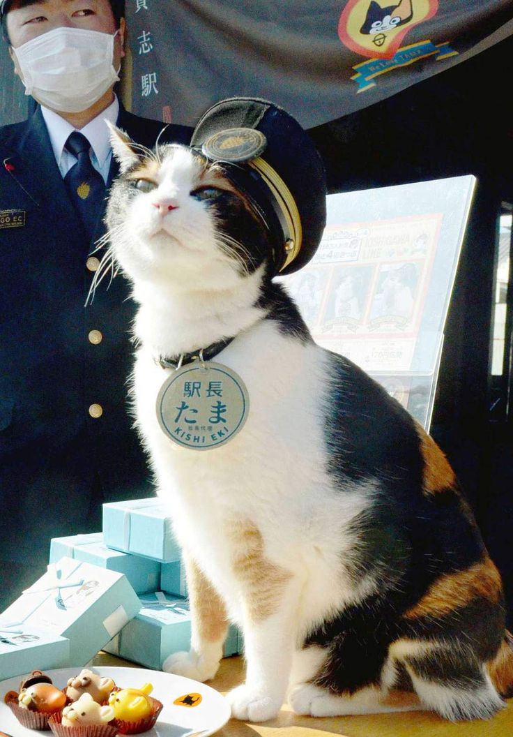 a cat sitting on top of a table next to a person wearing a face mask