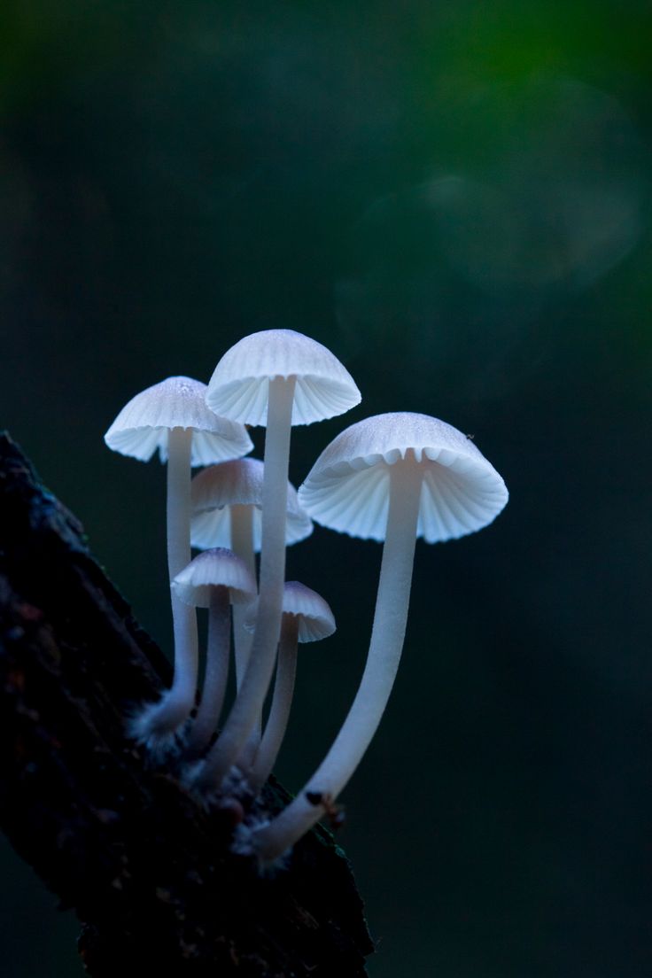 three white mushrooms are growing on the side of a tree branch in front of a dark background