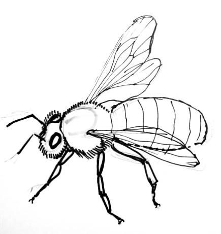 a black and white drawing of a bee