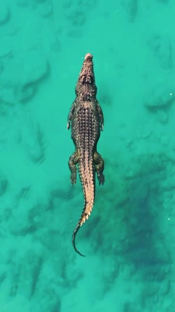 an alligator is swimming in the clear blue water