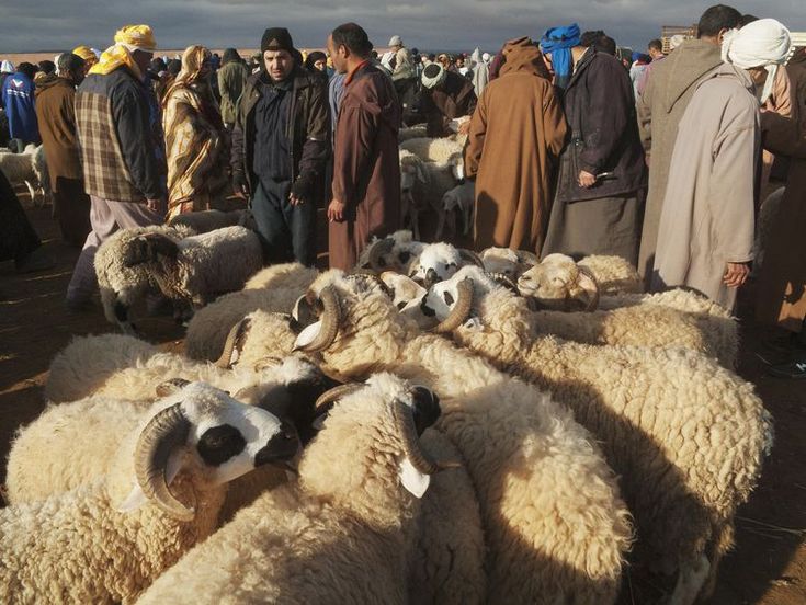 a herd of sheep standing next to each other on a dirt field with people in the background