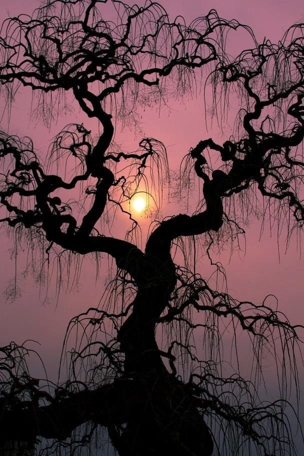 the sun is setting behind a tree with branches hanging down from it's branches