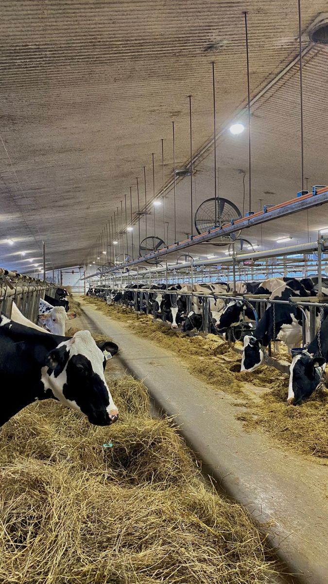 several cows are eating hay in a barn