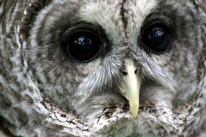 an owl is looking at the camera with big eyes