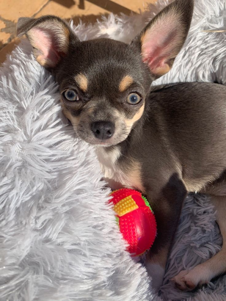 a small dog sitting on top of a fluffy white blanket next to a red ball