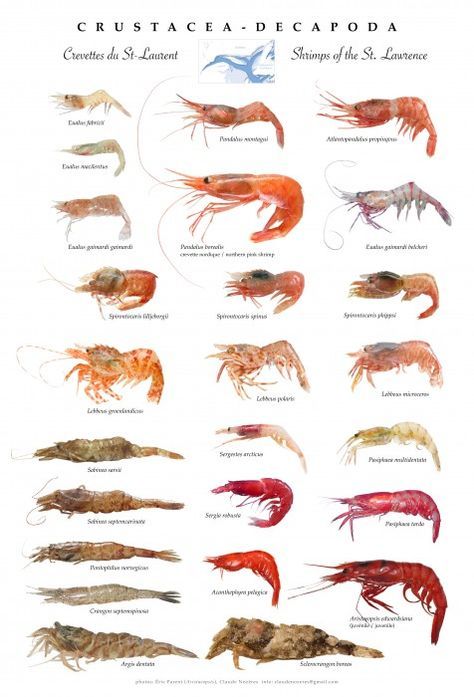 an image of different types of shrimp