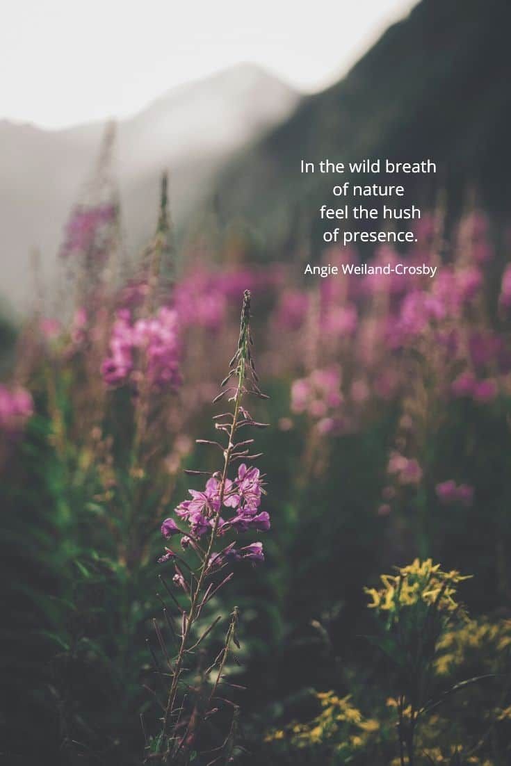 a field with purple flowers in the foreground and a quote on it