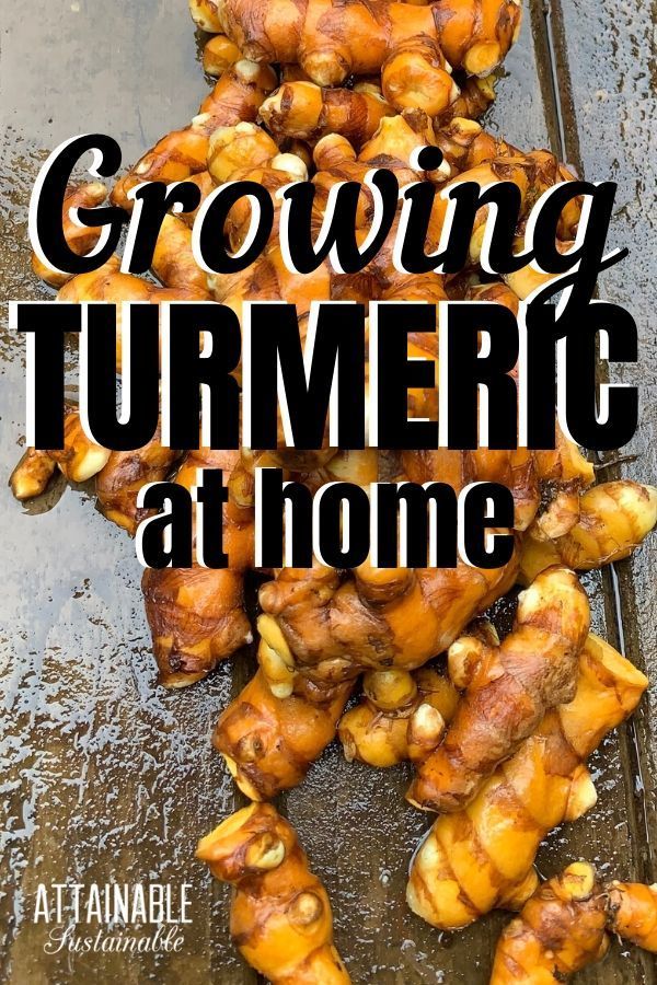 the cover of growing turmeric at home by atannable magazine, featuring chicken on a grill