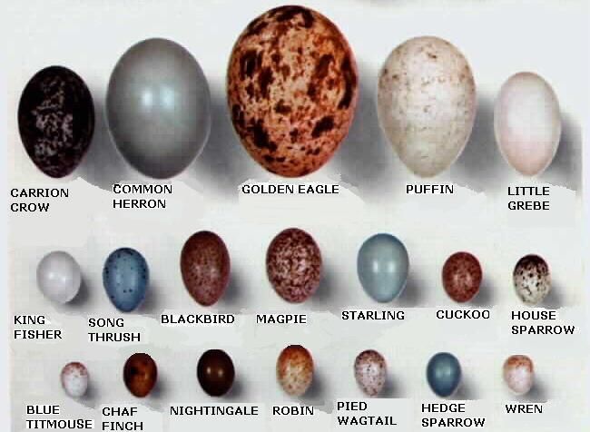 an image of different types of eggs in the solar system with captioning below