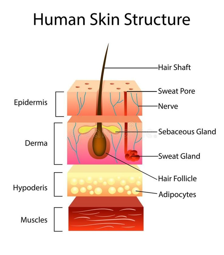 the structure of human skin on a white background