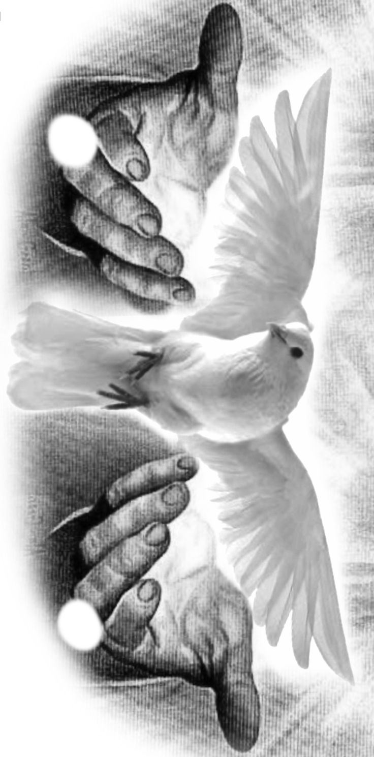 two hands holding a white dove in the air