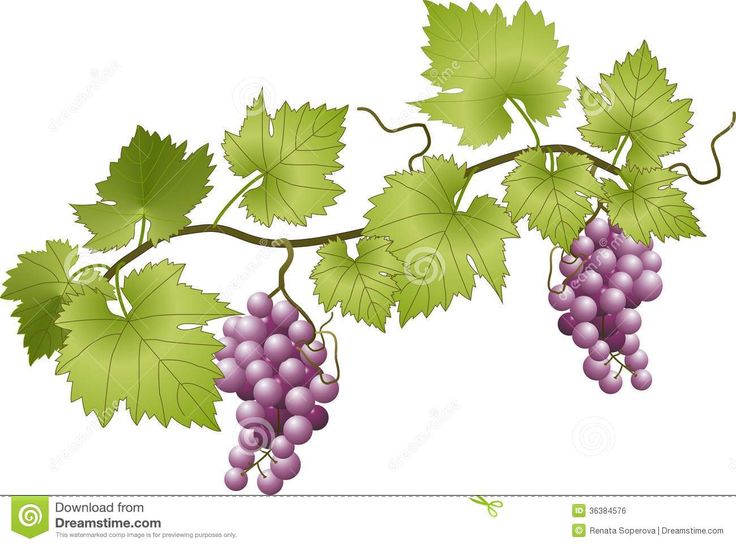 grapes on the vine with green leaves stock photo - image 348974