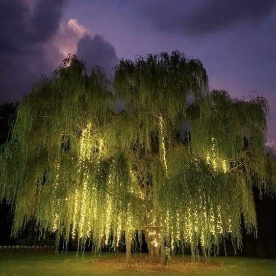 a large willow tree with lights on it's branches in front of a cloudy sky