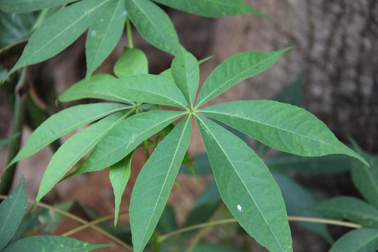 a green leafy plant in front of a tree