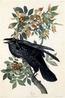 a black bird sitting on top of a tree branch next to leaves and fruit blossoms