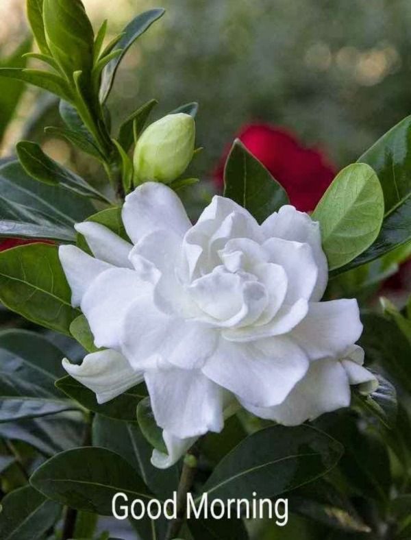 a white flower with green leaves on it