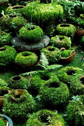 there are many potted plants on the ground in this garden area with moss growing all over them