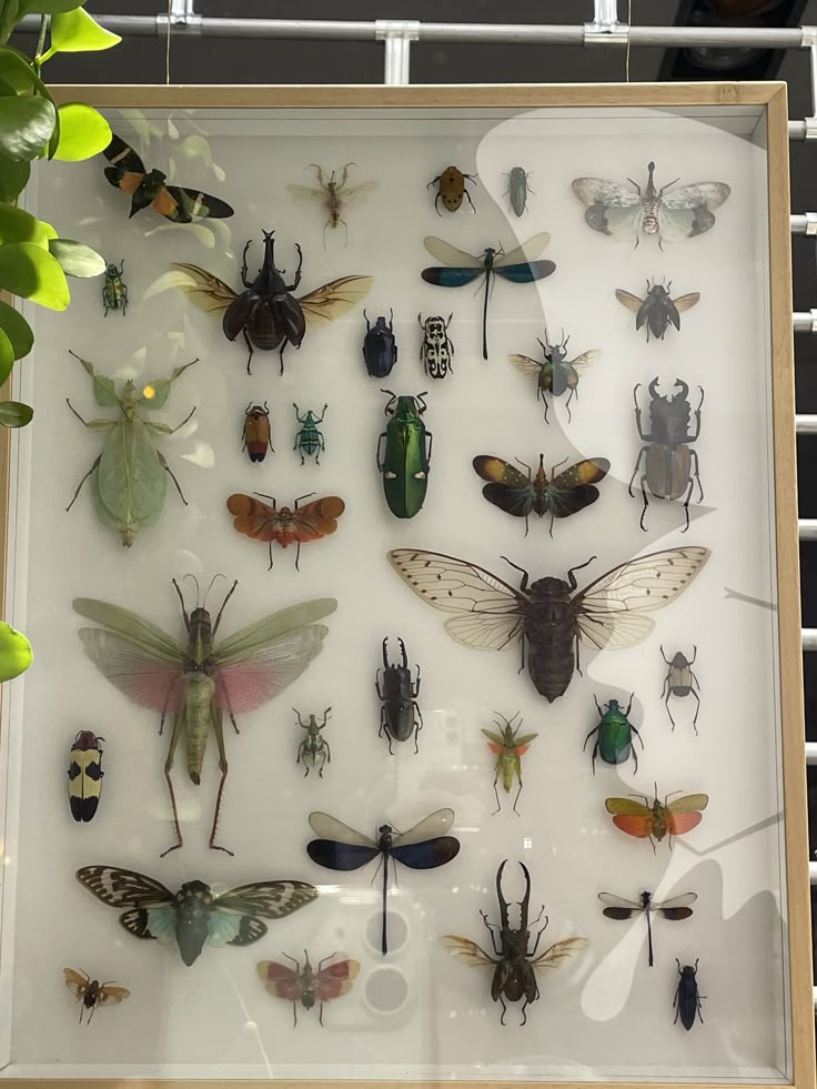 a display case filled with lots of different types of bugs