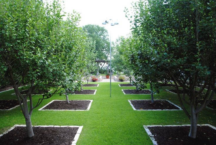 a row of trees in the middle of a garden