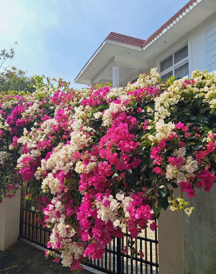 pink and white flowers growing on the side of a house