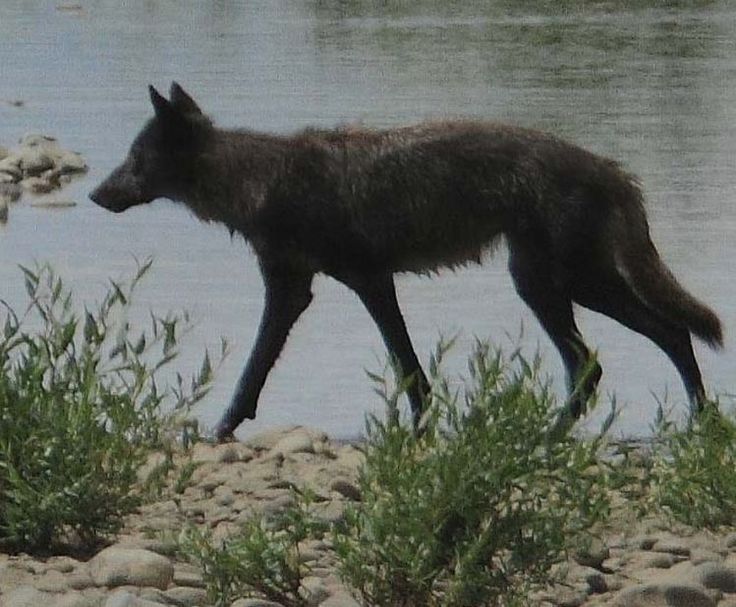 a black wolf walking across a river next to rocks and grass in front of the water