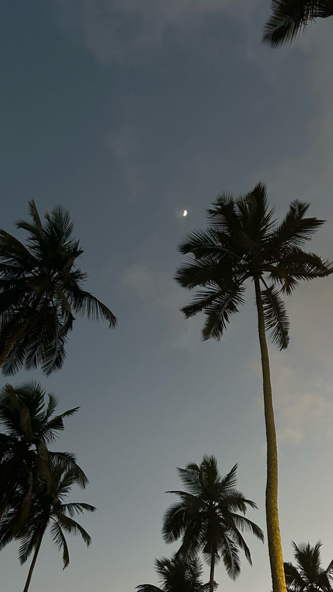 palm trees with the moon in the background