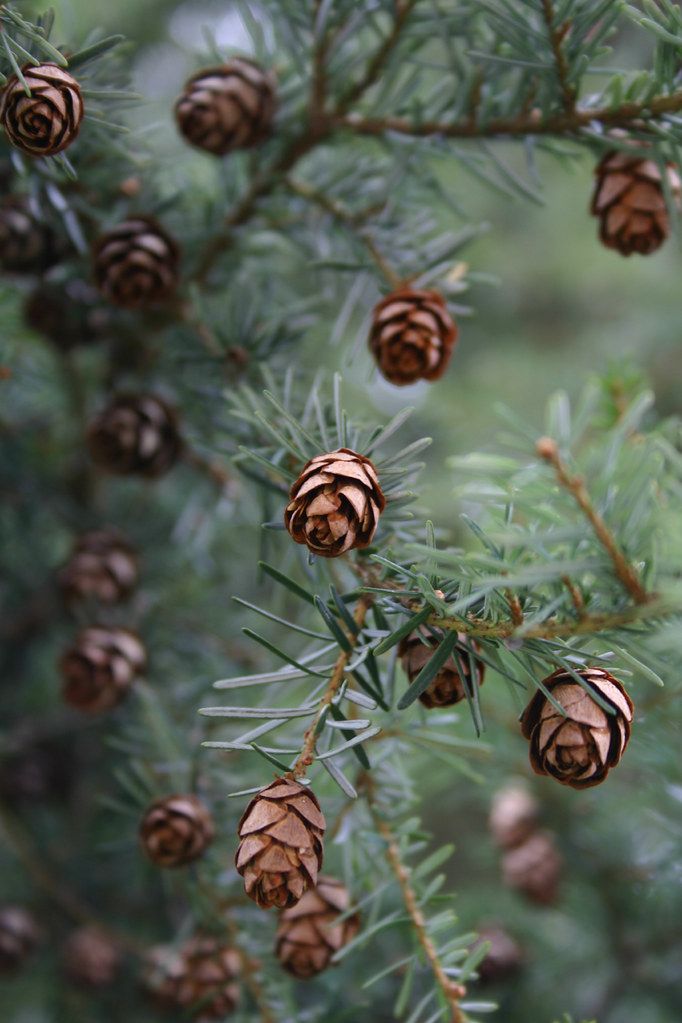 some pine cones are hanging from a tree