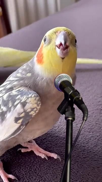 a bird sitting on top of a microphone in front of a purple carpeted floor