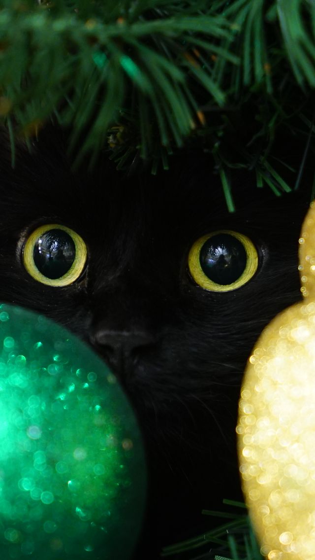 a black cat peeking out from behind a christmas tree ornament with lights on it