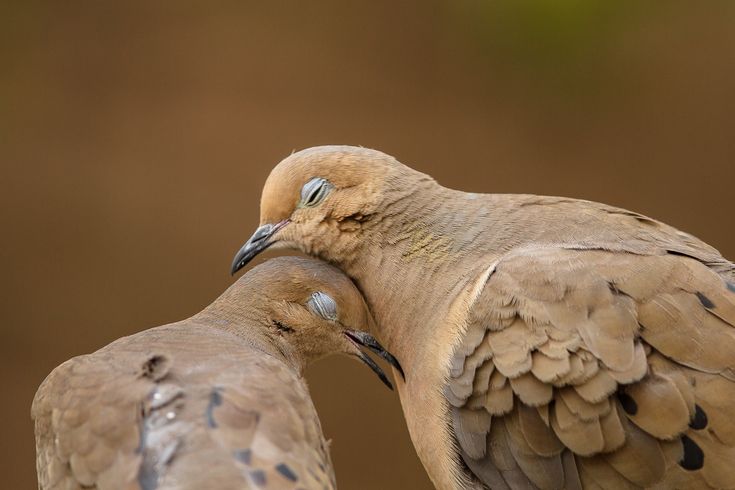 two birds are touching each other with their beaks