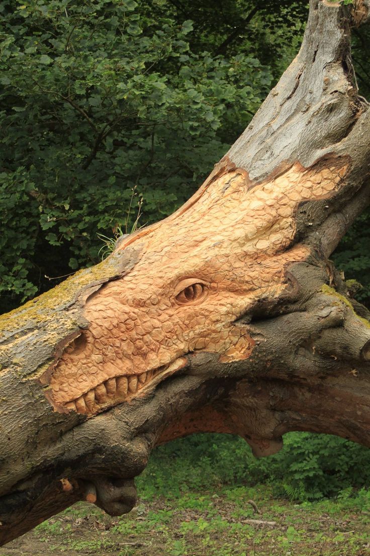 a large tree that has been cut down and is in the middle of a forest