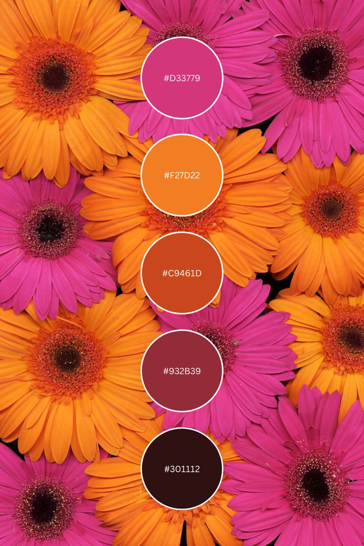 an image of flowers with different colors in the middle and bottom half, including pink, orange